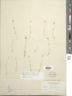 Lasthenia californica subsp. californica image