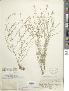 Perityle megalocephala var. oligophylla image