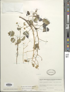 Amauria rotundifolia image