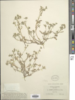 Monolopia congdonii image