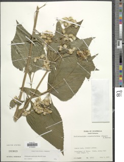 Schistocarpha eupatorioides image