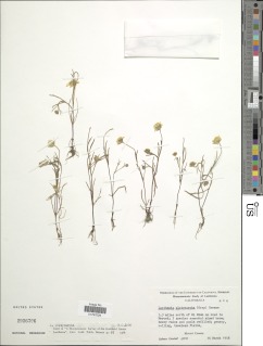 Lasthenia platycarpha image