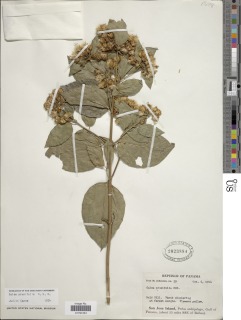 Calea prunifolia image