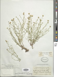 Perityle megalocephala var. oligophylla image
