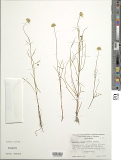 Image of Lasthenia burkei