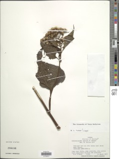 Schistocarpha croatii image