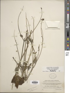 Bidens chrysanthemifolia image