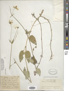 Image of Bidens chrysanthemifolia