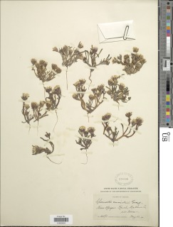 Chaenactis cusickii image