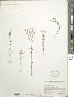 Image of Tagetes filifolia
