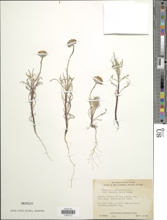 Chaenactis glabriuscula var. denudata image