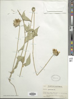 Comaclinium montanum image