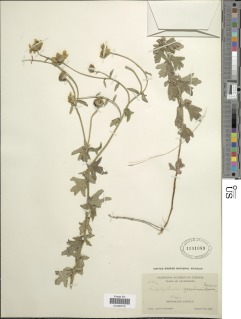 Eriophyllum lanatum var. arachnoideum image