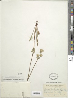 Arnica spathulata image
