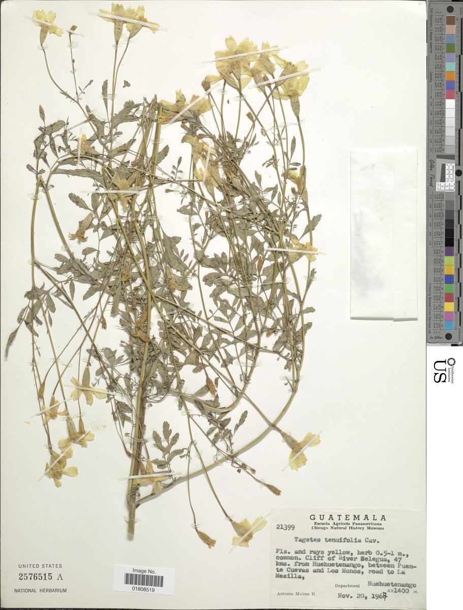 Tagetes tenuifolia image