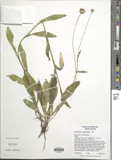 Helenium puberulum image