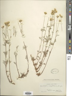 Eriophyllum lanatum image