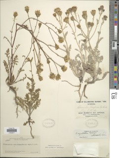 Chaenactis angustifolia image