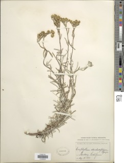 Eriophyllum staechadifolium image