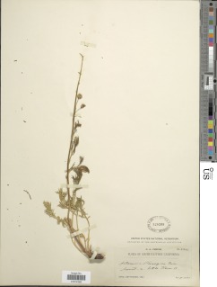 Artemisia norvegica image
