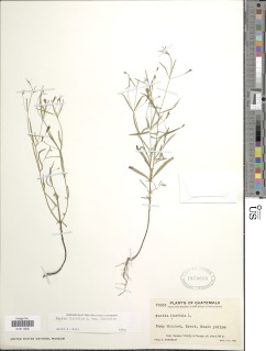 Image of Pectis linifolia