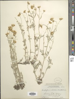Eriophyllum lanatum var. achilleoides image