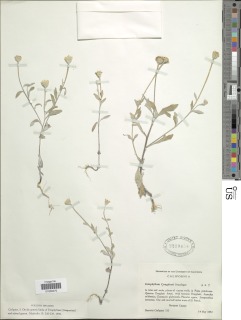 Image of Eriophyllum congdonii