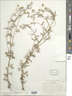 Eriophyllum latilobum image