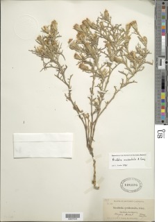 Nicolletia occidentalis image