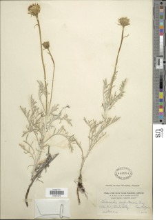 Chaenactis suffrutescens image