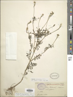 Image of Tagetes tenuifolia