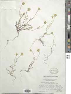 Chaenactis glabriuscula var. heterocarpha image