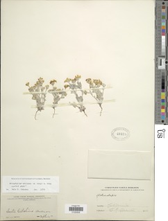 Eriophyllum wallacei image