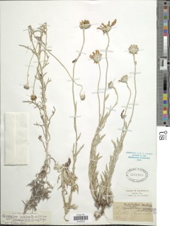 Eriophyllum lanatum var. grandiflorum image