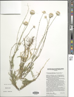 Lasiospermum bipinnatum image