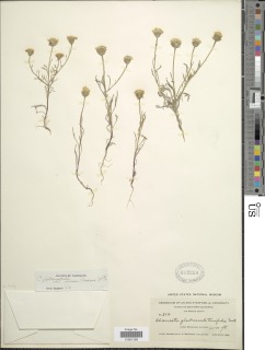 Chaenactis glabriuscula var. aurea image