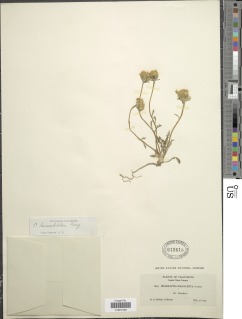 Chaenactis glabriuscula var. heterocarpha image