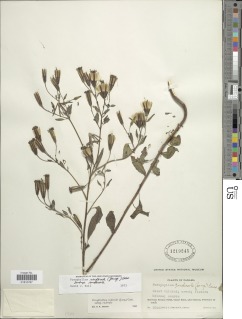 Porophyllum ruderale subsp. macrocephalum image