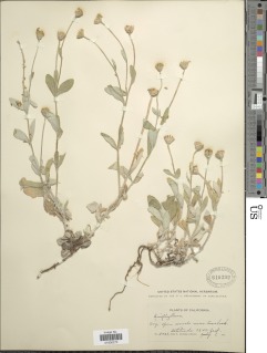 Eriophyllum lanatum var. croceum image