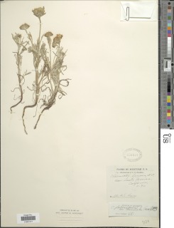 Chaenactis glabriuscula var. denudata image