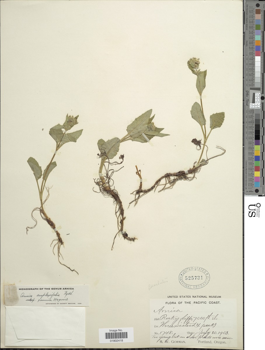 Arnica lanceolata subsp. prima image