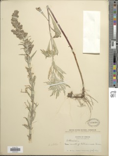 Image of Artemisia elatior