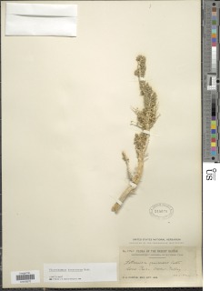 Artemisia spinescens image