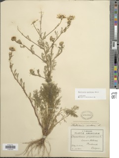 Image of Tripleurospermum perforatum