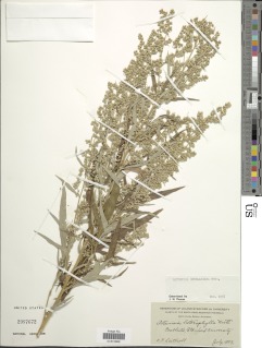 Artemisia heterophylla image