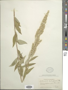 Artemisia heterophylla image