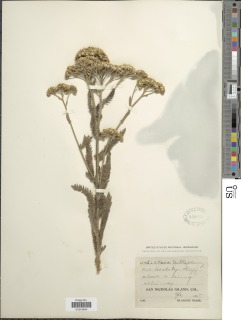 Achillea arenicola image