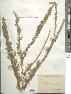 Image of Artemisia abyssinica
