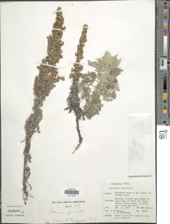 Image of Artemisia afra