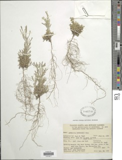 Artemisia rothrockii image